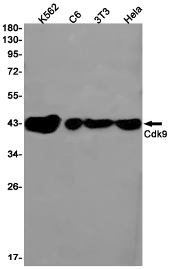 AYD14251