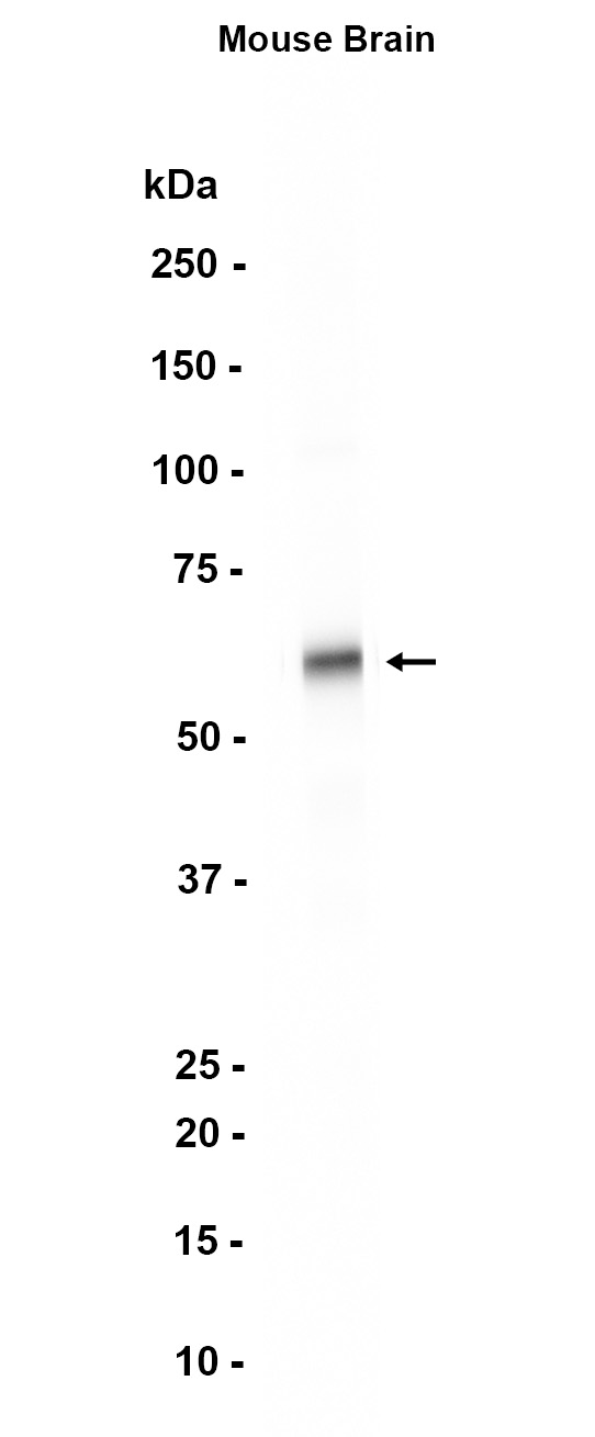 AYD15734