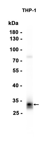 AYD15557