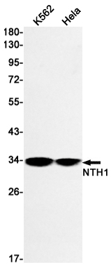 AYD14203