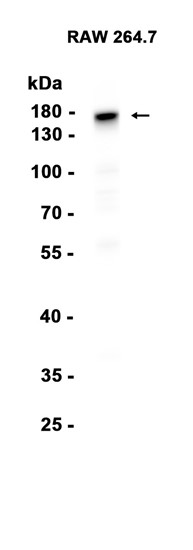 AYD15861