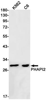 AYD12884