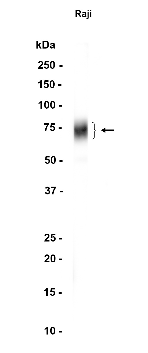 AYD12379