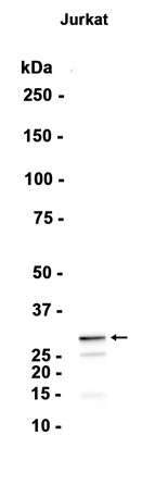 AYD13716