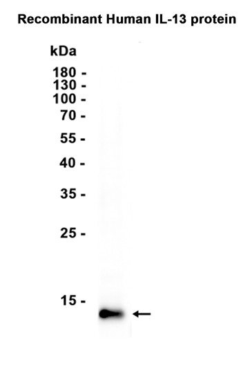 AYD13413