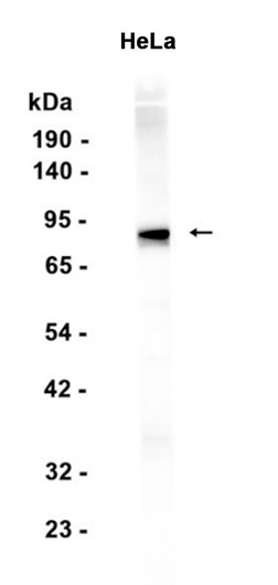 Rsk 2/MAPKAP Kinase 1b (YD31679) Rabbit mAb