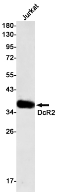 AYD14761