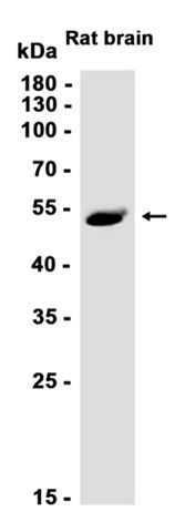 AYD12880