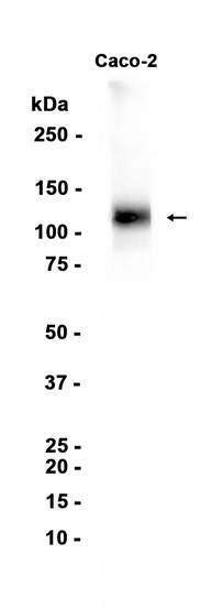 AYD15091
