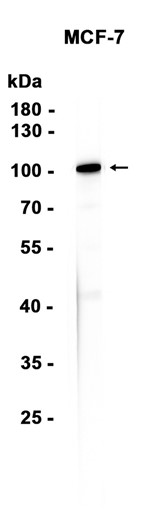 AYD13535