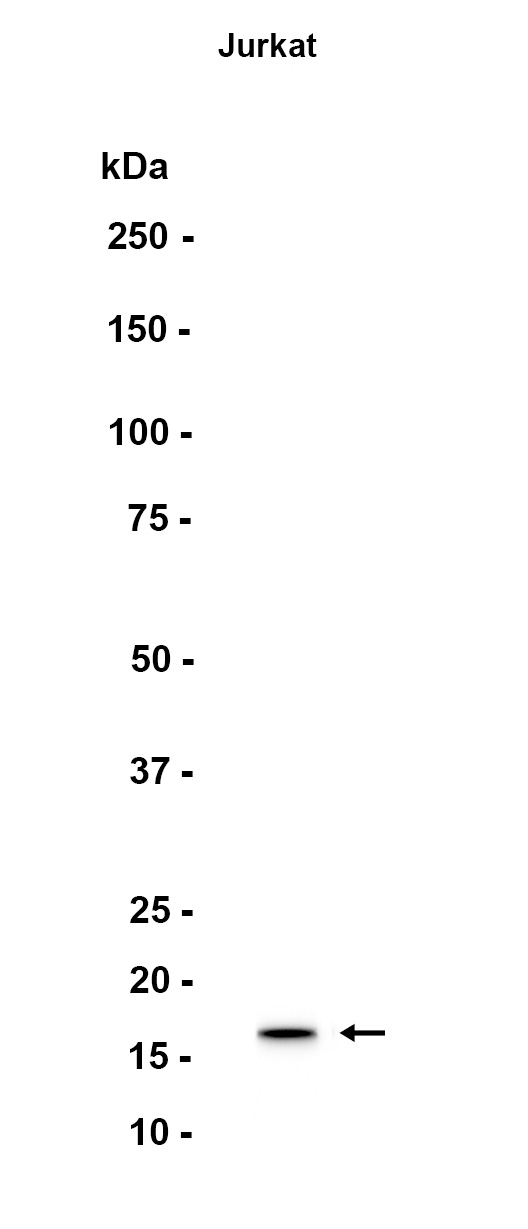 AYD13001