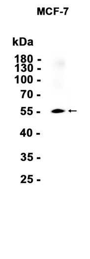 AYD14427