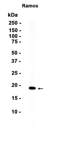 AYD12973