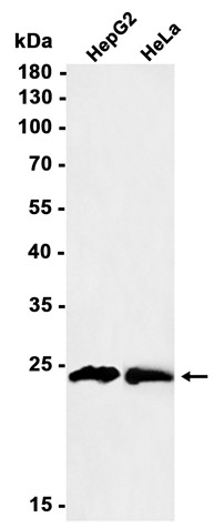 AYD14178
