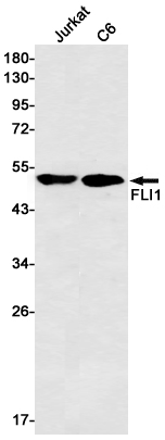 AYD12120