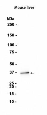 AYD12593