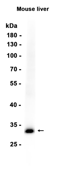 AYD13569