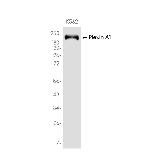 AYD13506