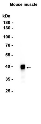 AYD14547