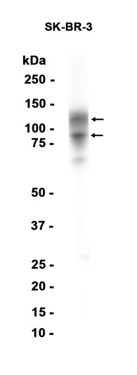 AYD12295