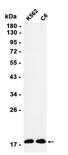AYD11005