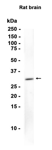 AYD13133