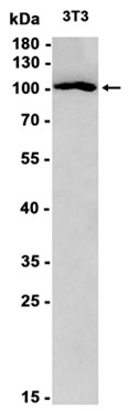 AYD11196