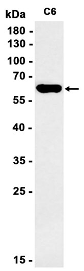 AYD14728