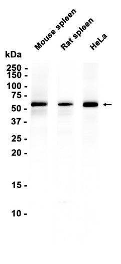 AYD15167