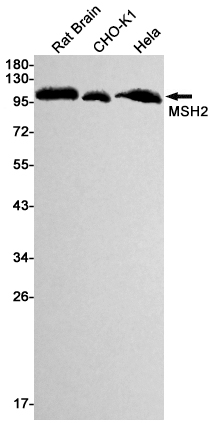AYD11396