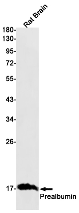 AYD11075