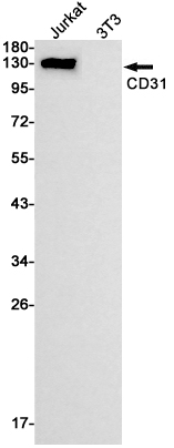 AYD12982