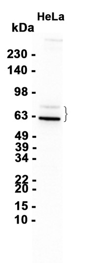 AYD12366