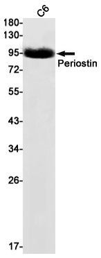 AYD13490