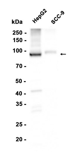 AYD12347
