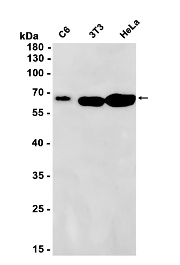 AYD14344