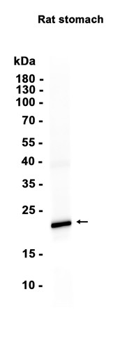 AYD15039