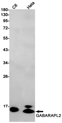 AYD11278