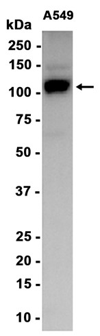AYD15447