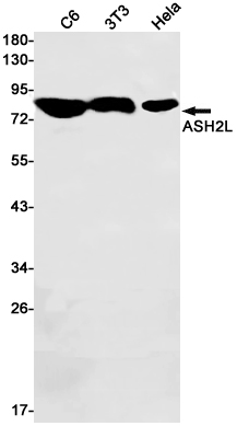 AYD11227