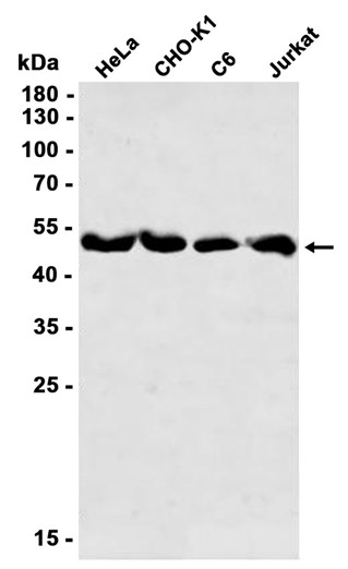 AYD11829