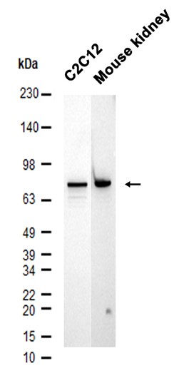 HNF1A (YD34097) Rabbit mAb