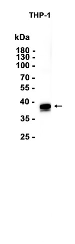 AYD12920