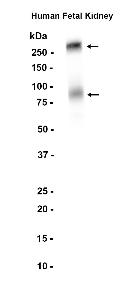 AYD11081