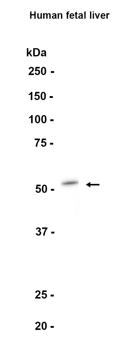 AYD12440