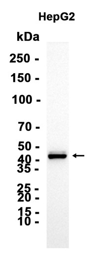 AYD12680