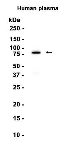 AYD13443