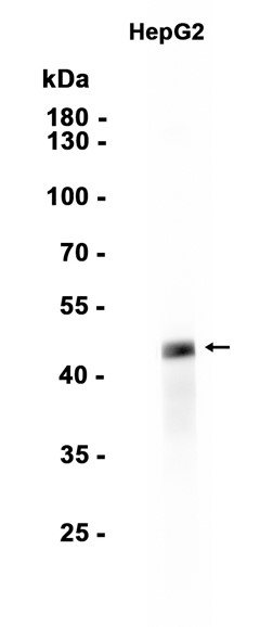 AYD14599