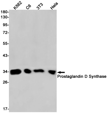 AYD12522