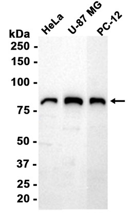 AYD12225